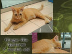 Ginger-rie - Domestic Short Hair Cat