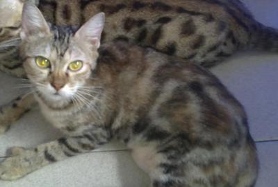 Tricolor - American Shorthair + Persian Cat