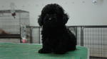 Toy Poodle For Sale - Poodle Dog