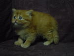 PF41867 - Persian Cat