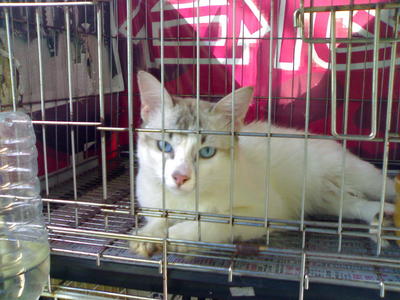 Mocco - Balinese Cat