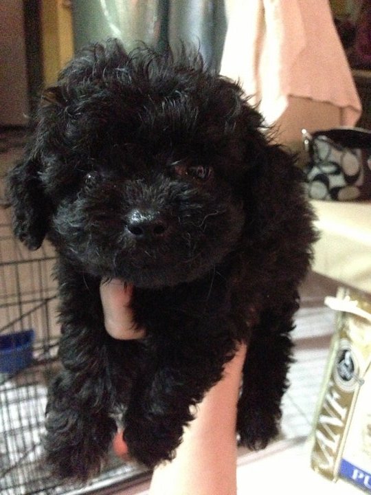 Poodle Puppy Sold - 8 Years 3 Months, Black Toy Poodle Teddy Bear Look
