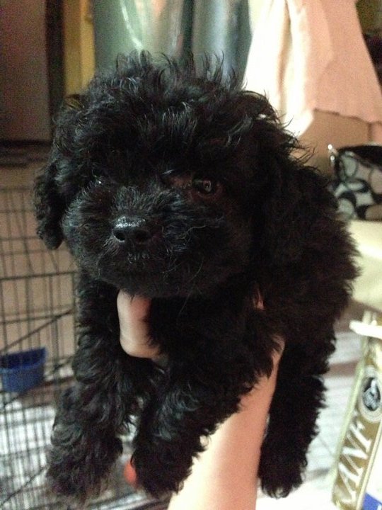 black teddy dog