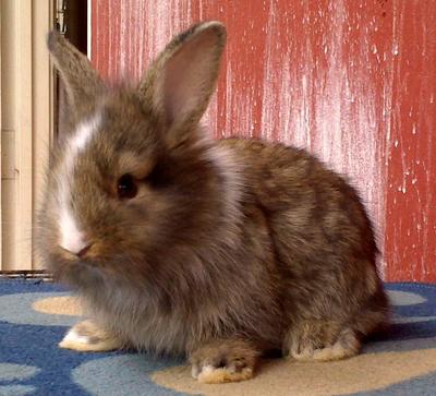 Baby Rabbits Angora - Angora Rabbit Rabbit