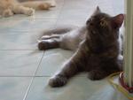 Plukpluk - Persian + Domestic Long Hair Cat