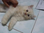 Reddy (Sold) - Siberian + Domestic Long Hair Cat