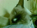 Mamu  - Siamese + Snowshoe Cat