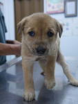 ❾puppies ( 6 Weeks  ) - Mixed Breed Dog