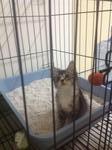 3 Kittens  - Domestic Short Hair Cat