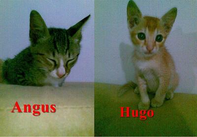 Angus Dan Hugo - Domestic Short Hair Cat