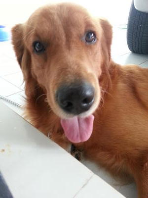 Cooper - Golden Retriever Dog