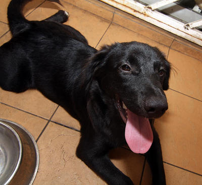 Jacky (Adopted 2 September 2013) - Mixed Breed Dog