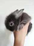 Milo - Lionhead Rabbit