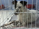 ♫♪ Melody ♪♫ ★ Dalmation Mix ★ - Mixed Breed Dog