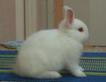 Rew Netherland Dwarf Nd Baby Rabbit - Netherland Dwarf Rabbit
