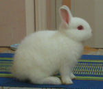 Rew Netherland Dwarf Nd Baby Rabbit - Netherland Dwarf Rabbit