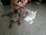 2 Cute Mix Breed Cats - Domestic Short Hair Cat