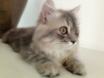 Jacob - Persian Cat