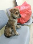 ♡fifi♡▶ ( 2 Months ) - Mixed Breed Dog
