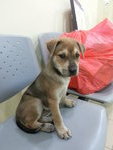 ♡fifi♡▶ ( 2 Months ) - Mixed Breed Dog