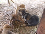 PF42571 - Mixed Breed Dog