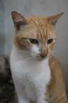 R1c1 Carrot - Domestic Short Hair Cat