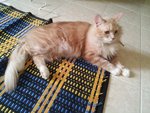 Shafiq & Shafiqah - Norwegian Forest Cat + Maine Coon Cat