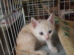 Mixed British Shorthair - 2 - British Shorthair + Domestic Long Hair Cat