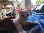 Mixed British Shorthair - 2 - British Shorthair + Domestic Long Hair Cat
