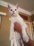 Mixed British Shorthair - 2 - British Shorthair + Domestic Long Hair Cat