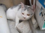 Sura Boy - Domestic Short Hair Cat