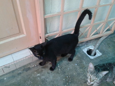 Black Cat - Domestic Short Hair Cat