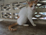 C3 Lollie - Domestic Medium Hair Cat