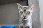 C2 Kimmy - Domestic Short Hair Cat