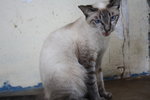 C2 Violet - Domestic Short Hair Cat