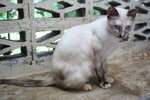 C3 Onyx - Domestic Short Hair Cat