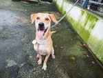 D185 (140313) - Mixed Breed Dog