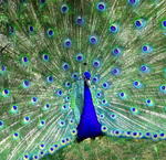 Sunshine & angles positioning, will help me to change my feathers from deep blue to green color.