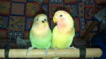 Chirpy &amp; Gigley The Lovebirds - Lovebird Bird
