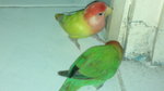 Chirpy &amp; Gigley The Lovebirds - Lovebird Bird