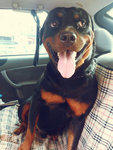 Maxi - Rottweiler Dog