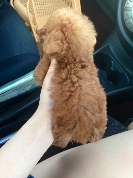 Poodle Puppies Sold 2 Months, Tiny/toy Poodle Red/brown Color from