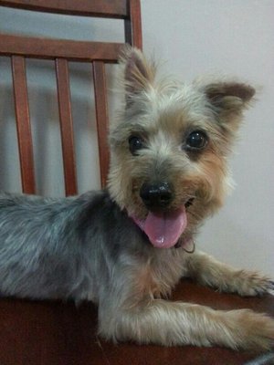 PF43213 - Silky Terrier Dog