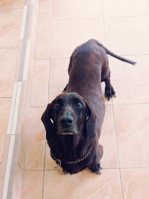 Sheila  - Dachshund + Irish Setter Dog