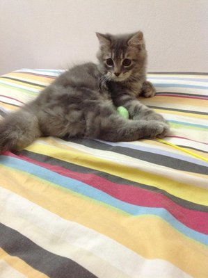 Lv - Persian Cat