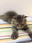 Mares - Persian Cat
