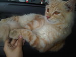 Van Persie - Persian Cat