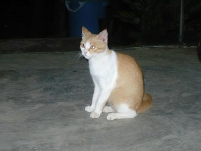 Mak Kucing &amp; Anaknya - Domestic Short Hair Cat