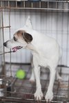 Jacker - Jack Russell Terrier Dog