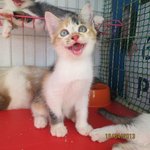 Sky - Domestic Short Hair + Calico Cat